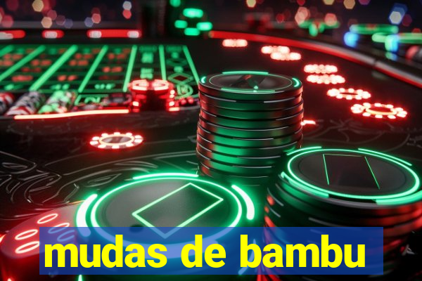 mudas de bambu